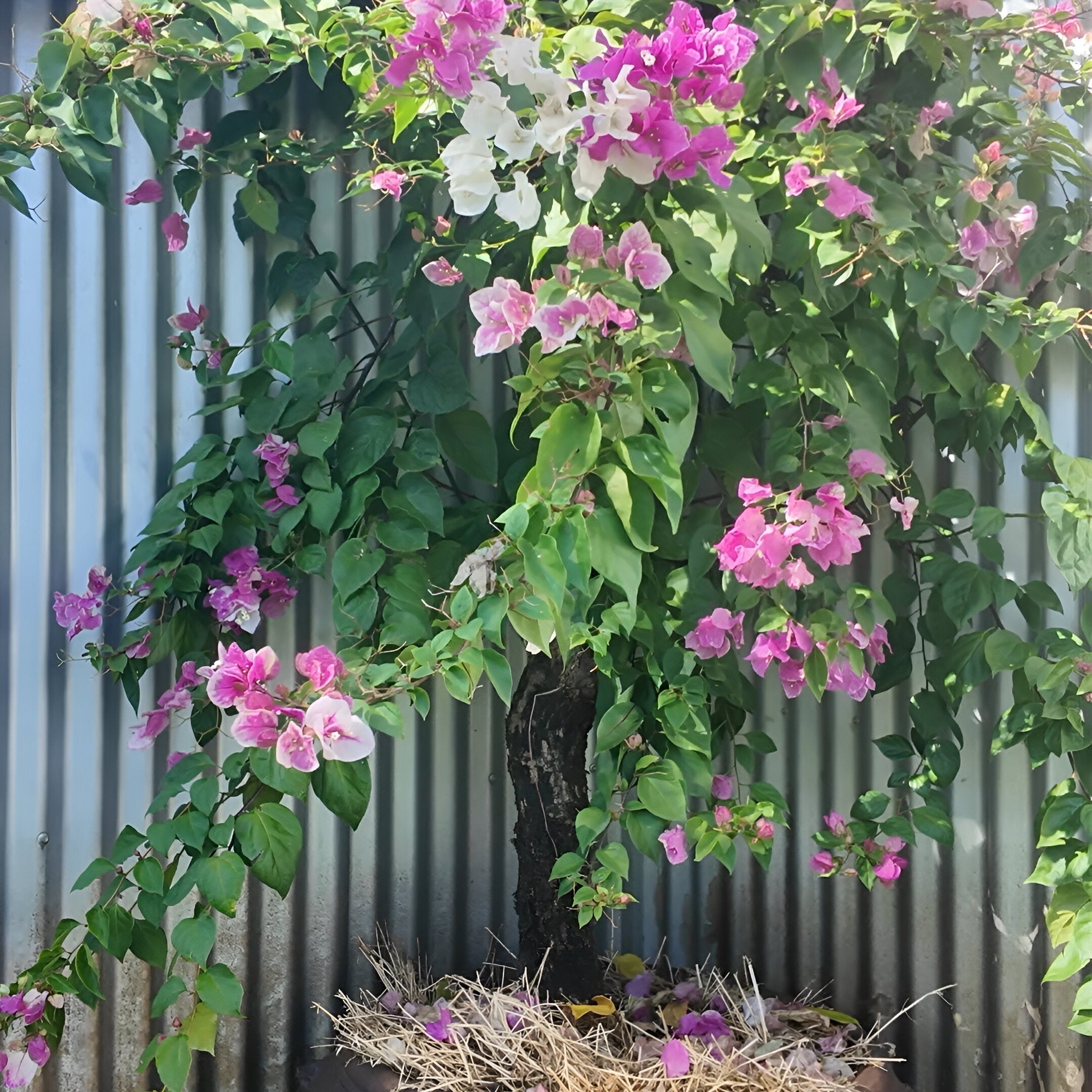 Bev Coulton: Garden tips and using cotton trash