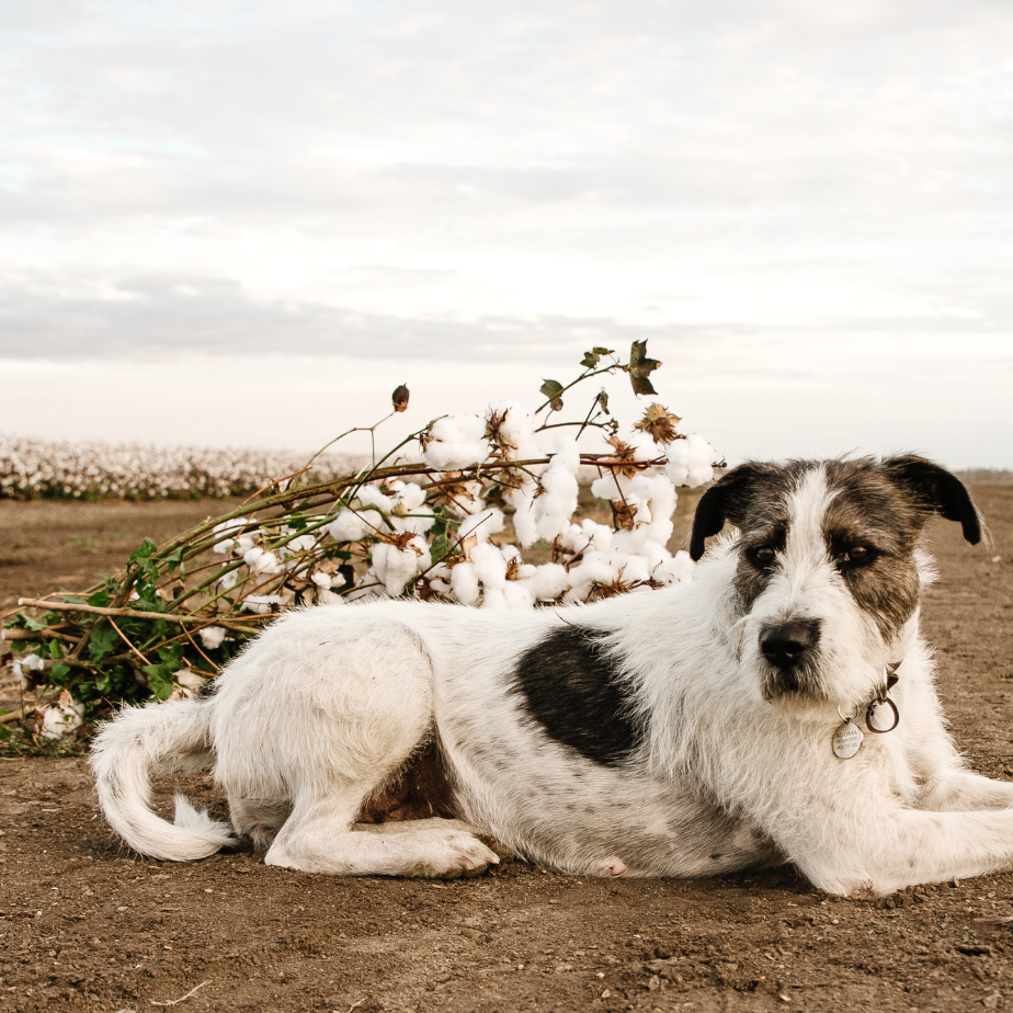 Happy International Dog Day with Booma