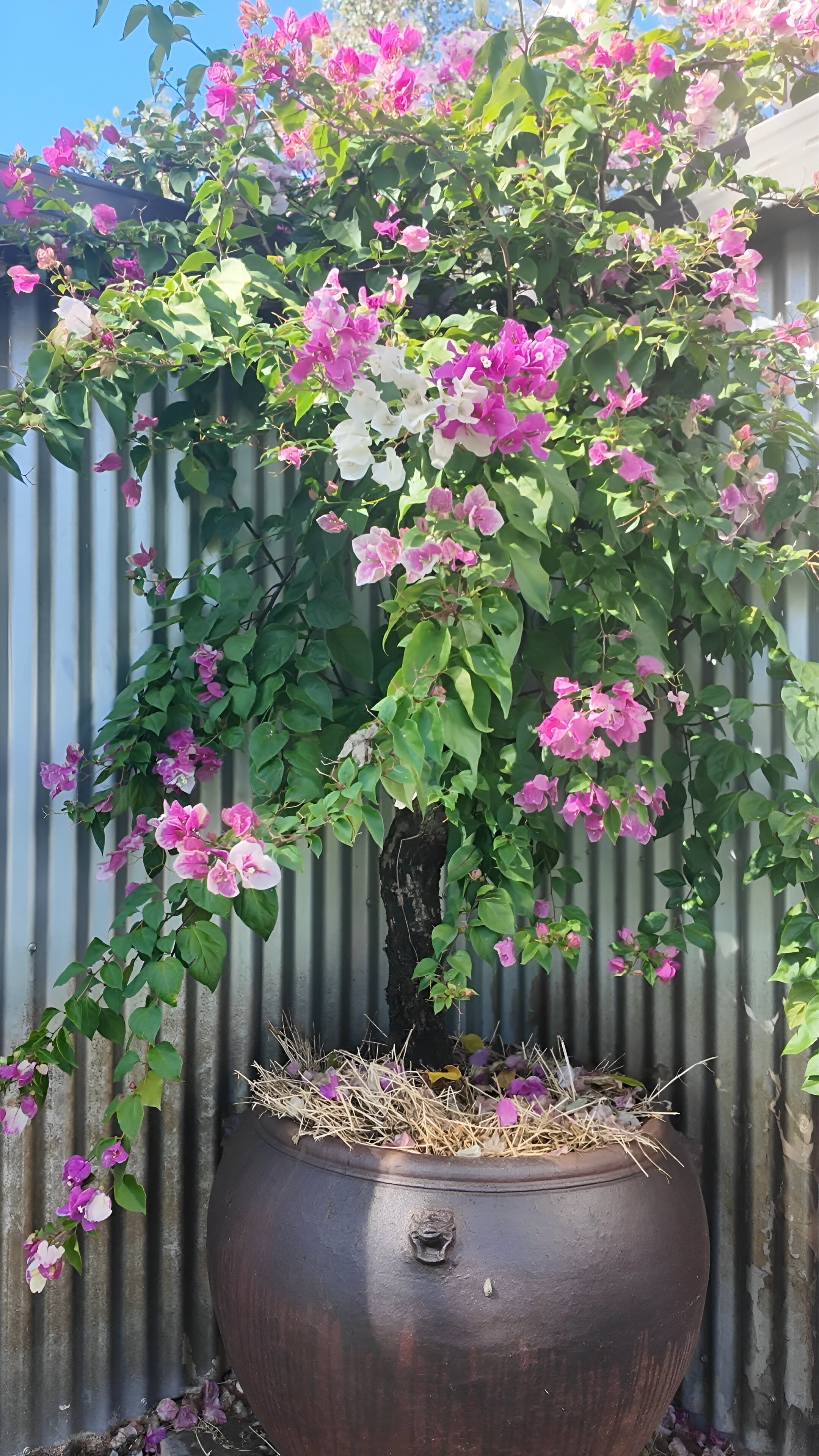Bev Coulton: Garden tips and using cotton trash