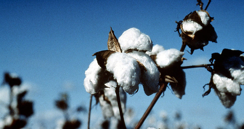 Australian cotton industry seeks to turn clothes into climate-friendly soil ameliorants